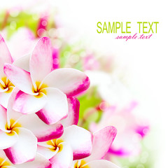 Obraz na płótnie Canvas Frangipani plumeria pink hawaii flower. Spa border background