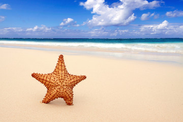 Naklejka na ściany i meble Starfish na tropikalnej plaży i błękitne niebo latem.