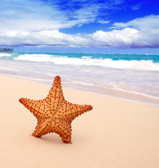 Fototapeta na wymiar Starfish na tropikalnej plaży i błękitne niebo latem.