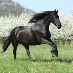 Gorgeous friesian mare running in front of flowering trees