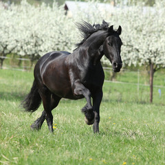 Gorgeous friesian mare running in front of flowering trees