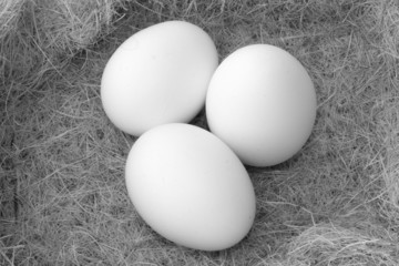 BW nest and eggs