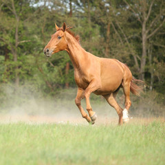 Obraz na płótnie Canvas Nice chestnut horse running in freedom and making the dust