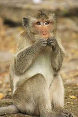 Long-tailed macaque eating