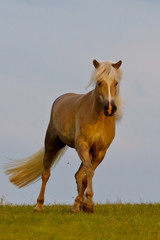 Obraz premium Haflinger