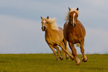 Haflinger
