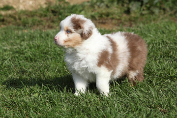 Naklejka na ściany i meble Nice little puppy standing on the grass