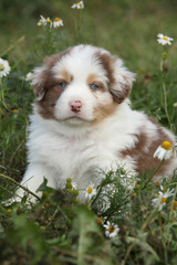 Nice little puppy of australian shepherd in flowers