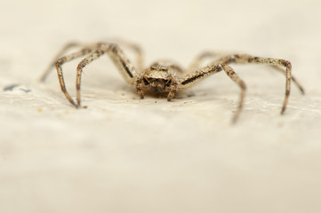 Philodromus