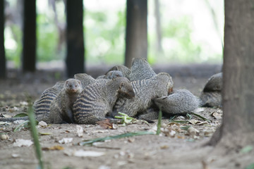 Flock of Mongooses