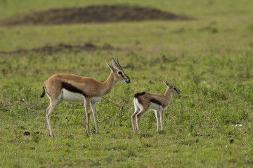 Naklejka na ściany i meble Gazelle with its Cub n the Savannah