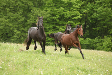 Two black and one brown horses running in nature