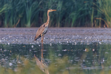 grey heron
