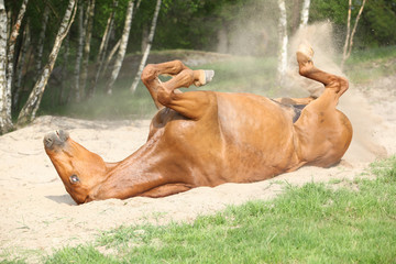 Fototapeta na wymiar Chestnut horse rolling in the sand in hot summer