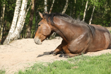 Brown horse rolling in the sand in hot summer