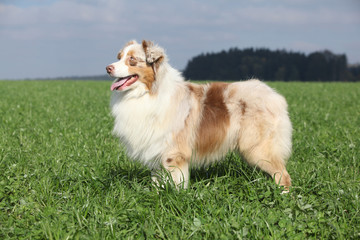 Gorgeous australian shepherd in nature