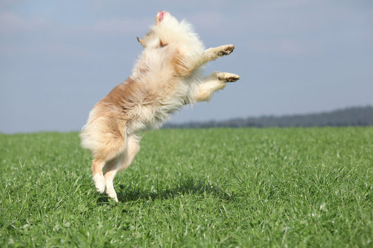 Beautiful Australian Shepherd Jumping In Nature