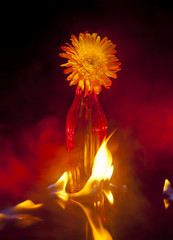 Burning Flowers over dark background with fire and flames