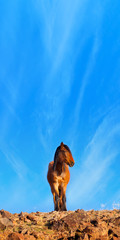 Wild Mustang Horses 