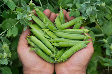 freshly picked peas