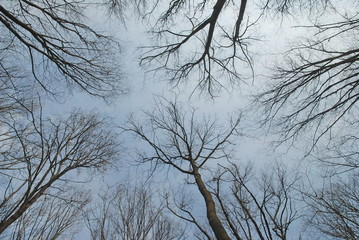 naked trees toward the grey sky