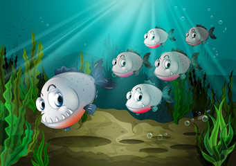Sechs Fische mit großen Reißzähnen unter dem Meer