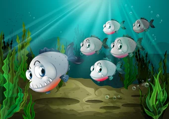 Poster Im Rahmen Sechs Fische mit großen Reißzähnen unter dem Meer © GraphicsRF