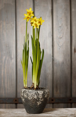 Daffodils in basket on wooden background