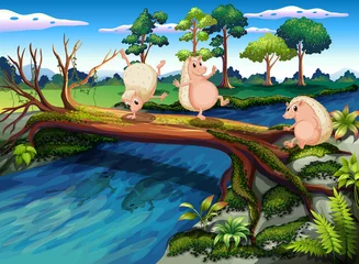 Wall murals River, lake Hedgehogs playing at the river