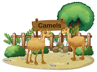 Photo sur Plexiglas Zoo Une pancarte à l& 39 arrière des deux chameaux