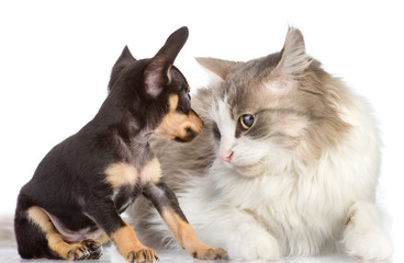 puppy looks at a cat. isolated on white