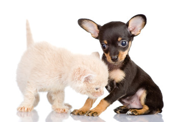 puppy and kitten. isolated on white