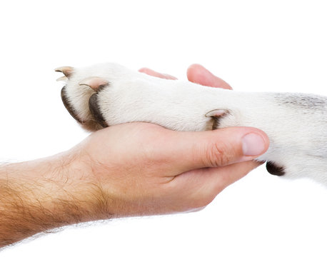 Dog Paw And Human Hand. Isolated On White