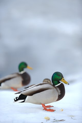 Obraz premium Mallard Ducks on Snow in Winter