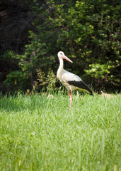 stork at spring