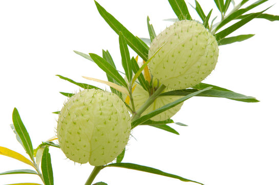 Ballon flower (Gomphocarpus Physocarpus) isolated on white backg