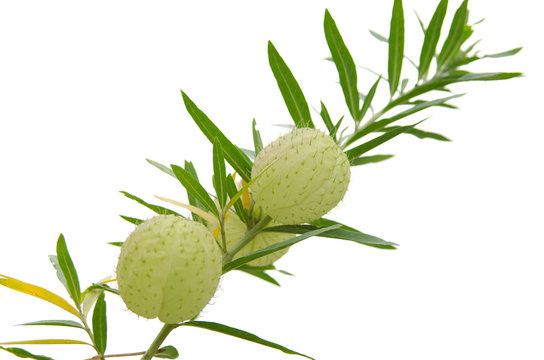 Ballon flower (Gomphocarpus Physocarpus) isolated on white backg