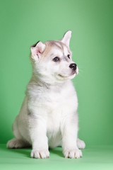 Siberian Husky puppy in Studio on Green