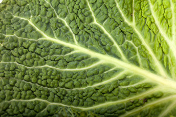 fresh savoy cabbage leaf as a texture