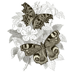 MOTYLE