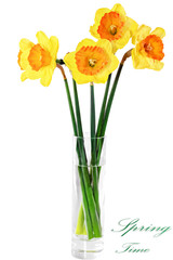 Beautiful spring flowers in vase: orange  narcissus (Daffodil).