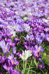 Group of crocuses