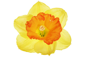 .Beautiful spring single flower: orange narcissus (Daffodil). .