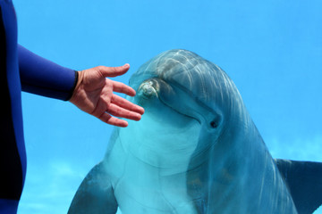 Obraz premium Dolphin Looking At Man