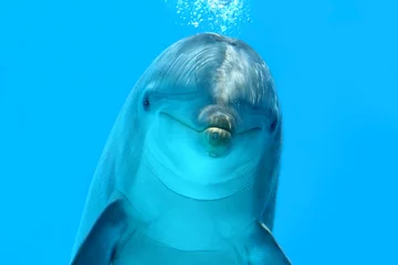 Keuken foto achterwand Dolfijn Dolfijnen kijken