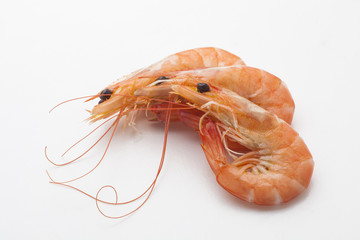 shrimps on a white background