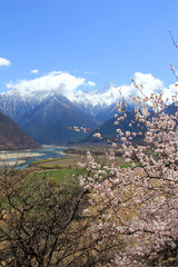 Nyingchi Canyon in a spring time, China, Tibet
