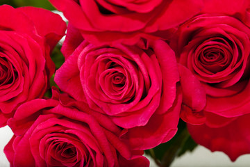 red rose close-up