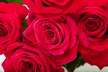 Zelfklevend Fotobehang rode roos close-up © wjarek