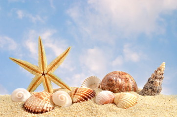 Fototapeta na wymiar Muschel in beach sand, himmel